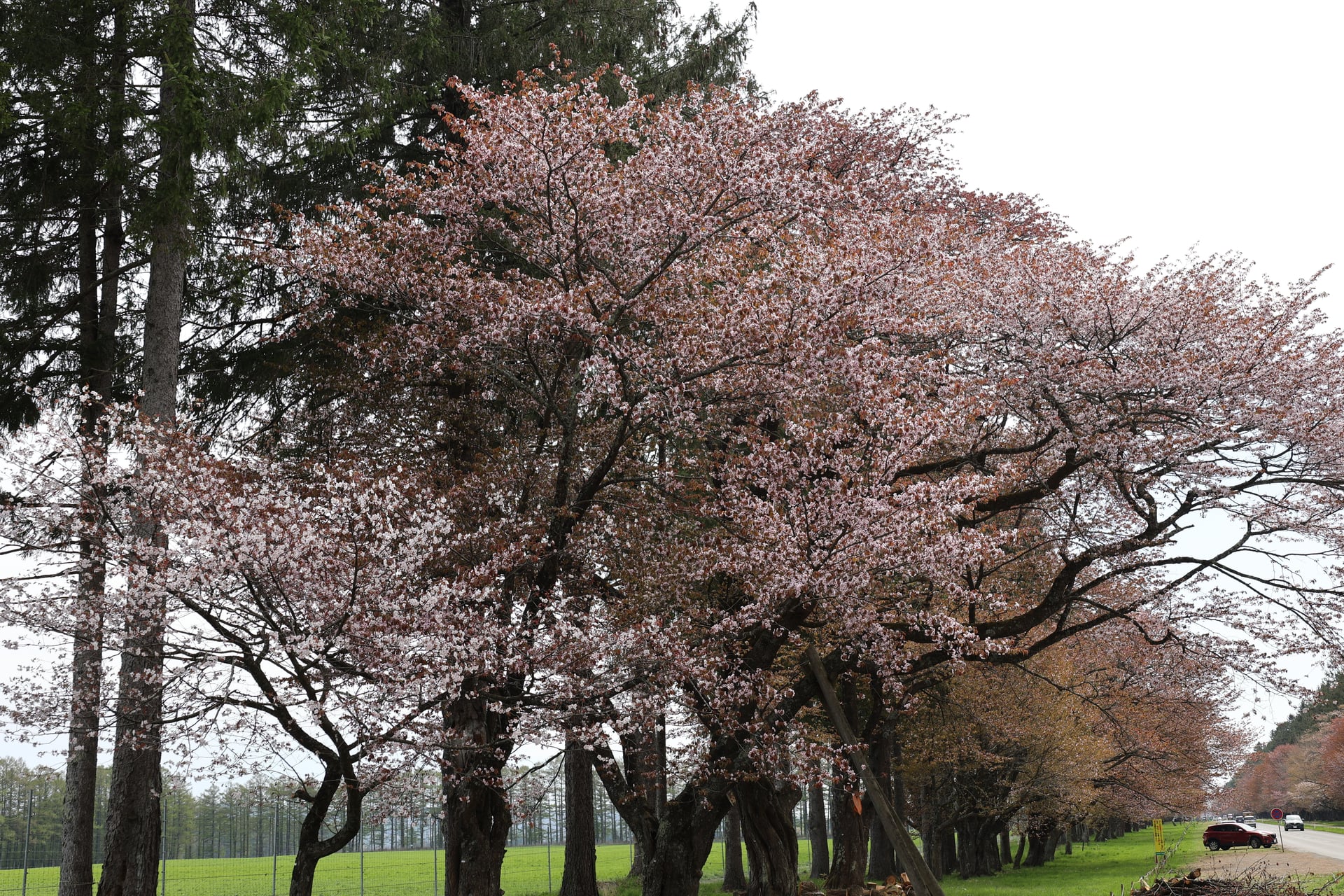 12.二十間道路の桜並木