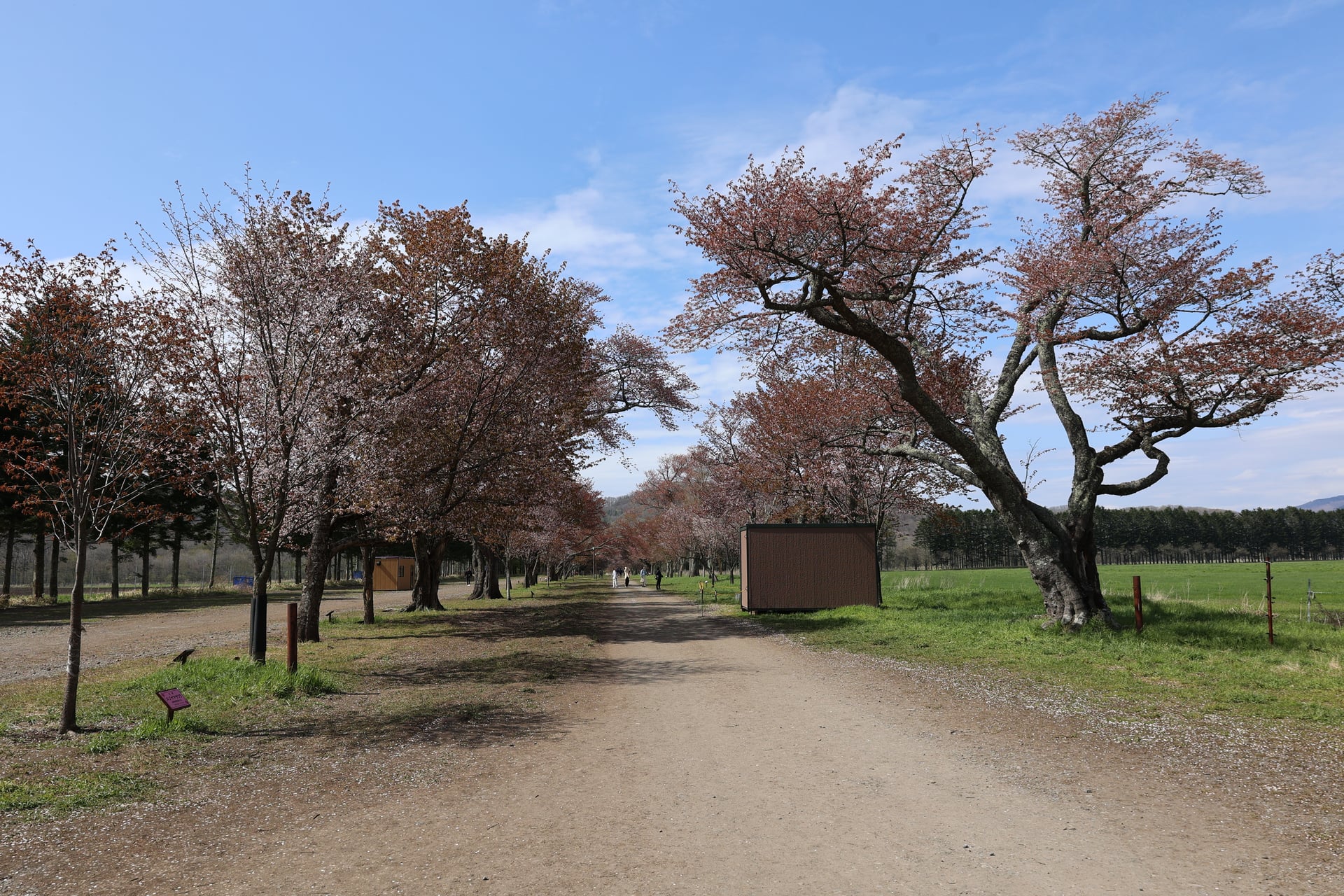 14.二十間道路の桜並木