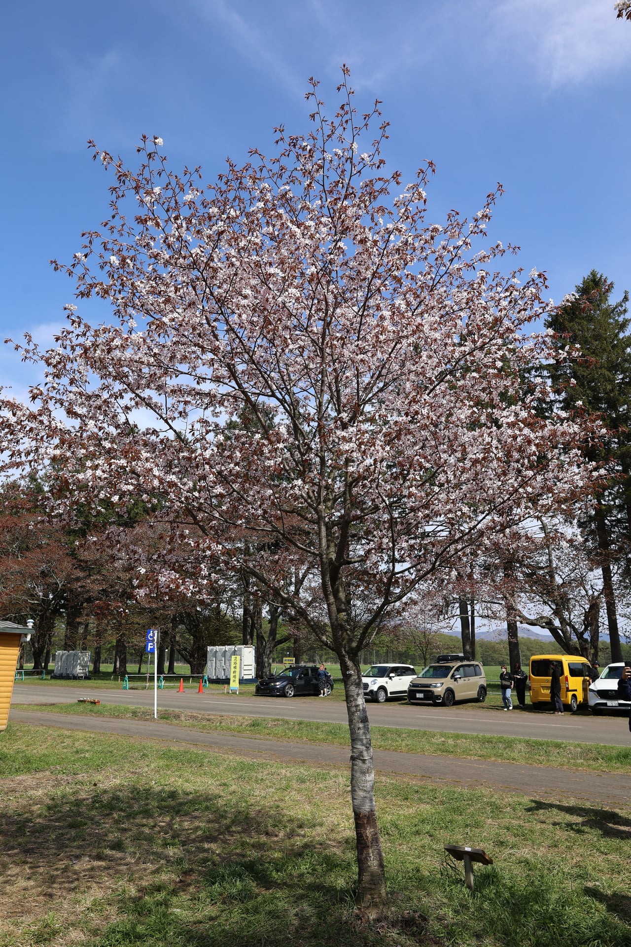 15.二十間道路の桜並木