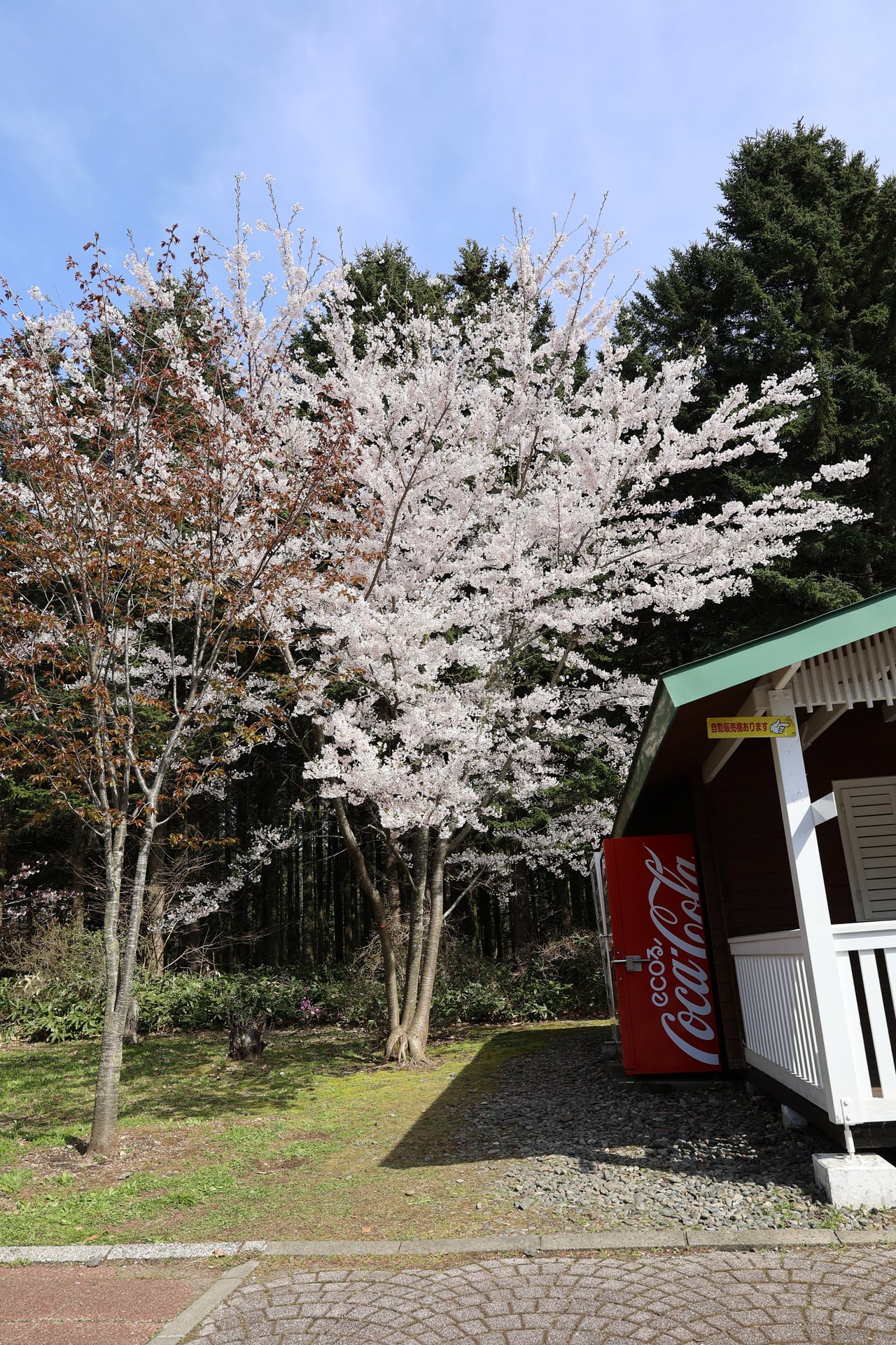 17.桜舞馬公園