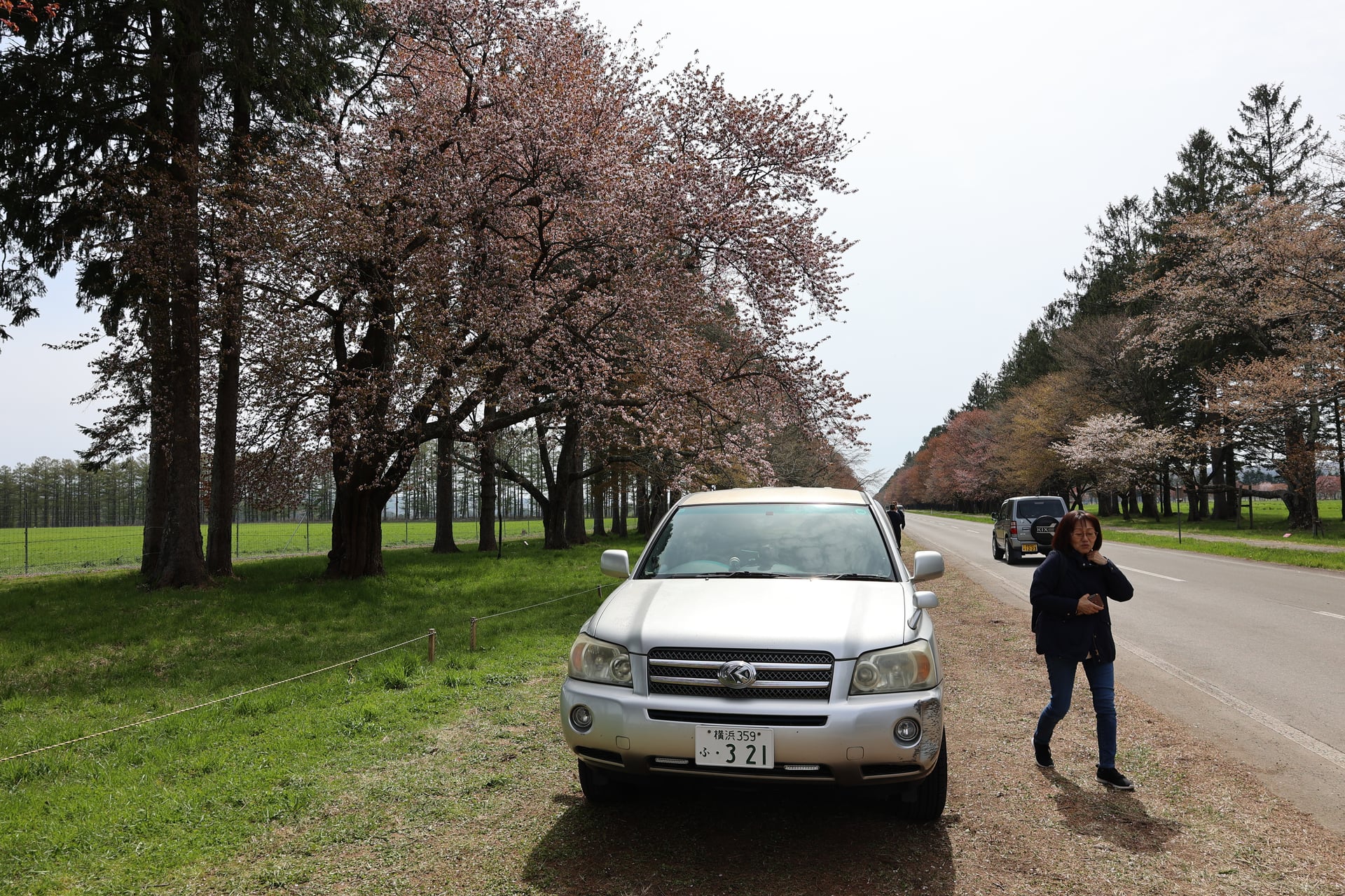 4.二十間道路の桜並木