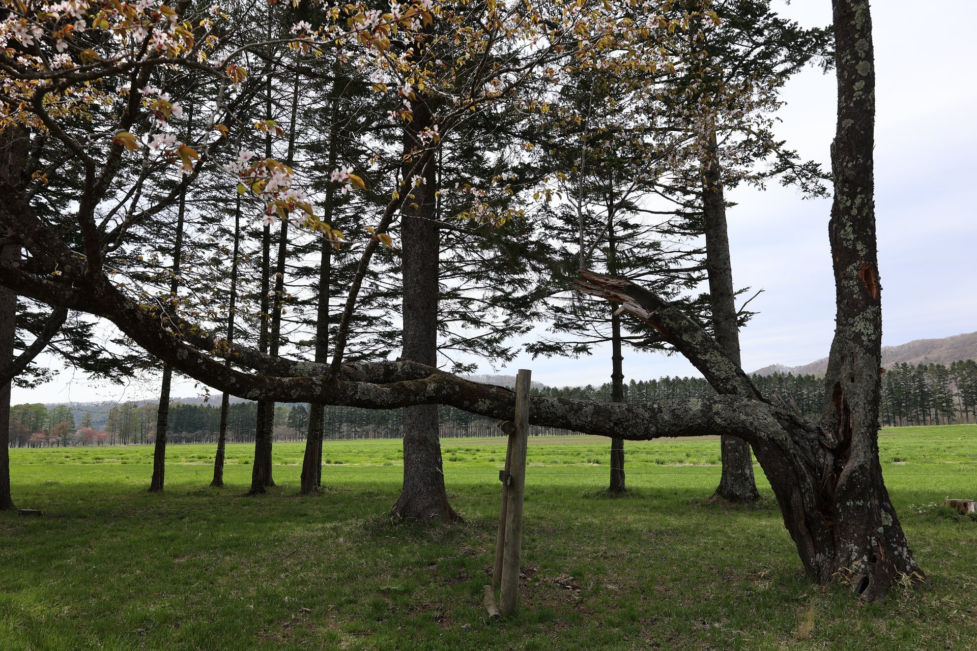 5.二十間道路の桜並木