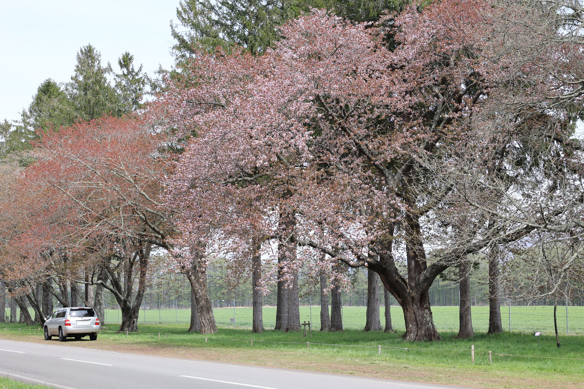 6.二十間道路の桜並木