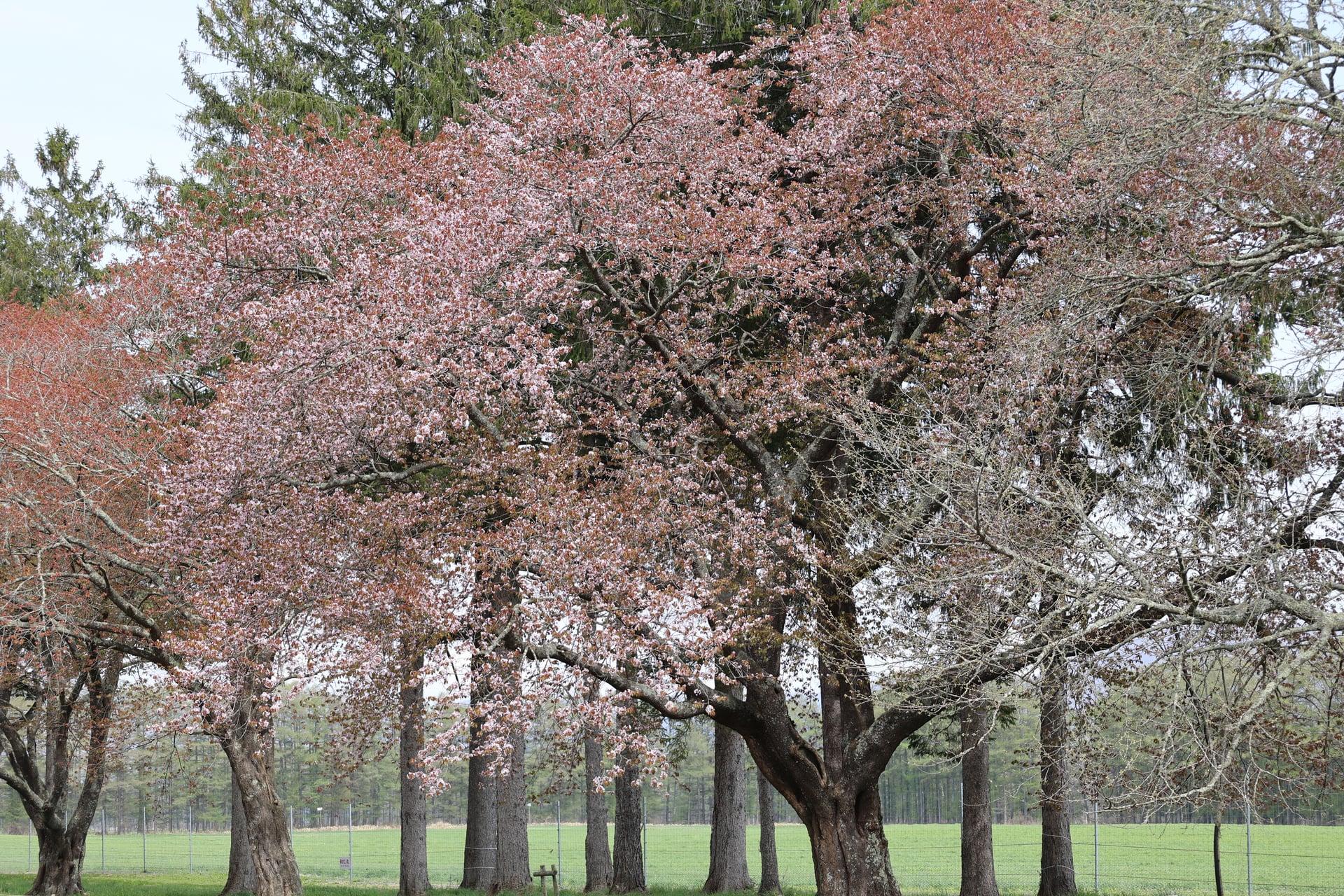 7.二十間道路の桜並木