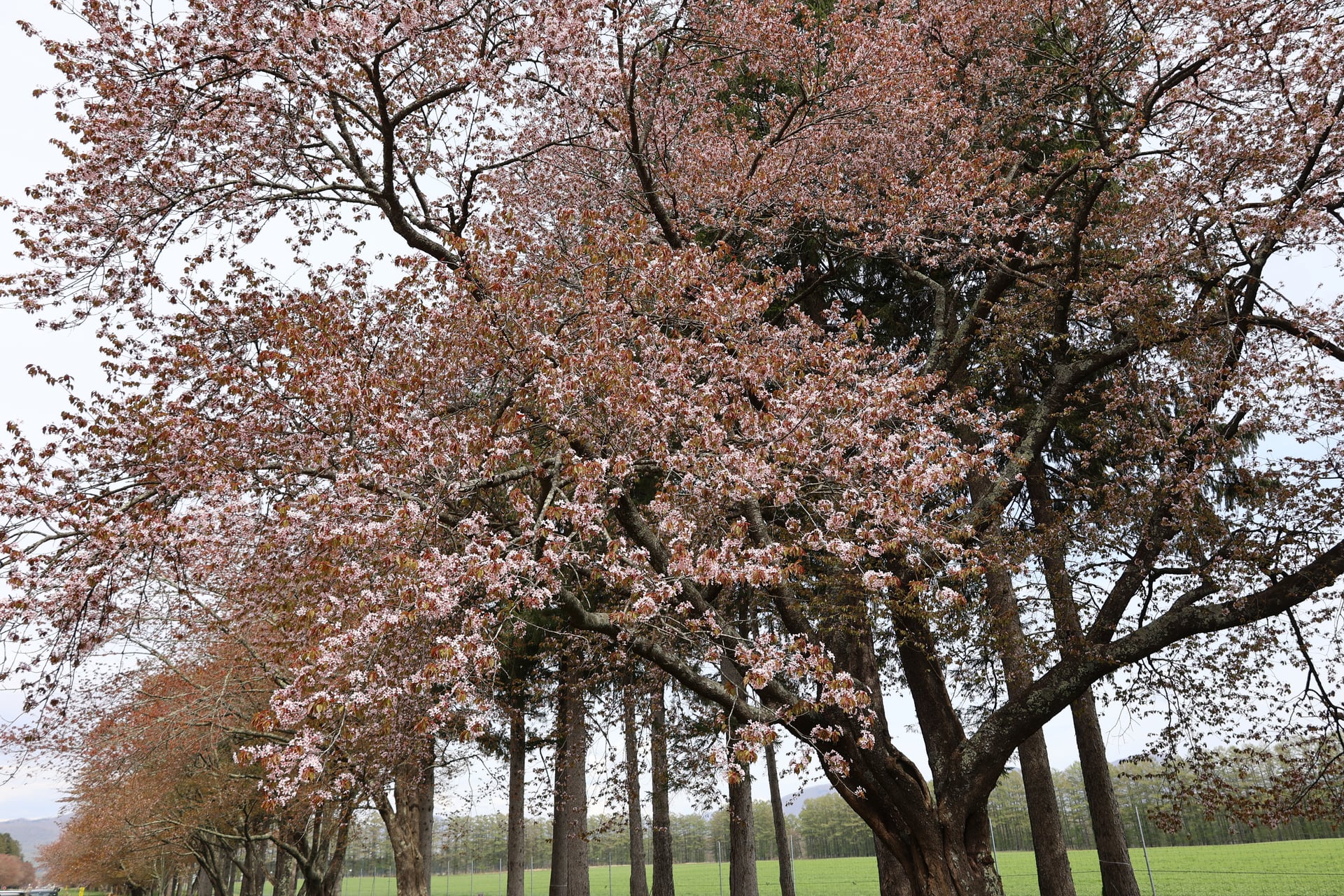 8.二十間道路の桜並木