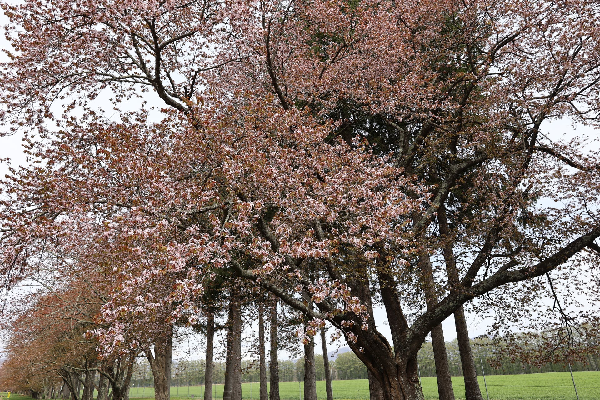 9.二十間道路の桜並木